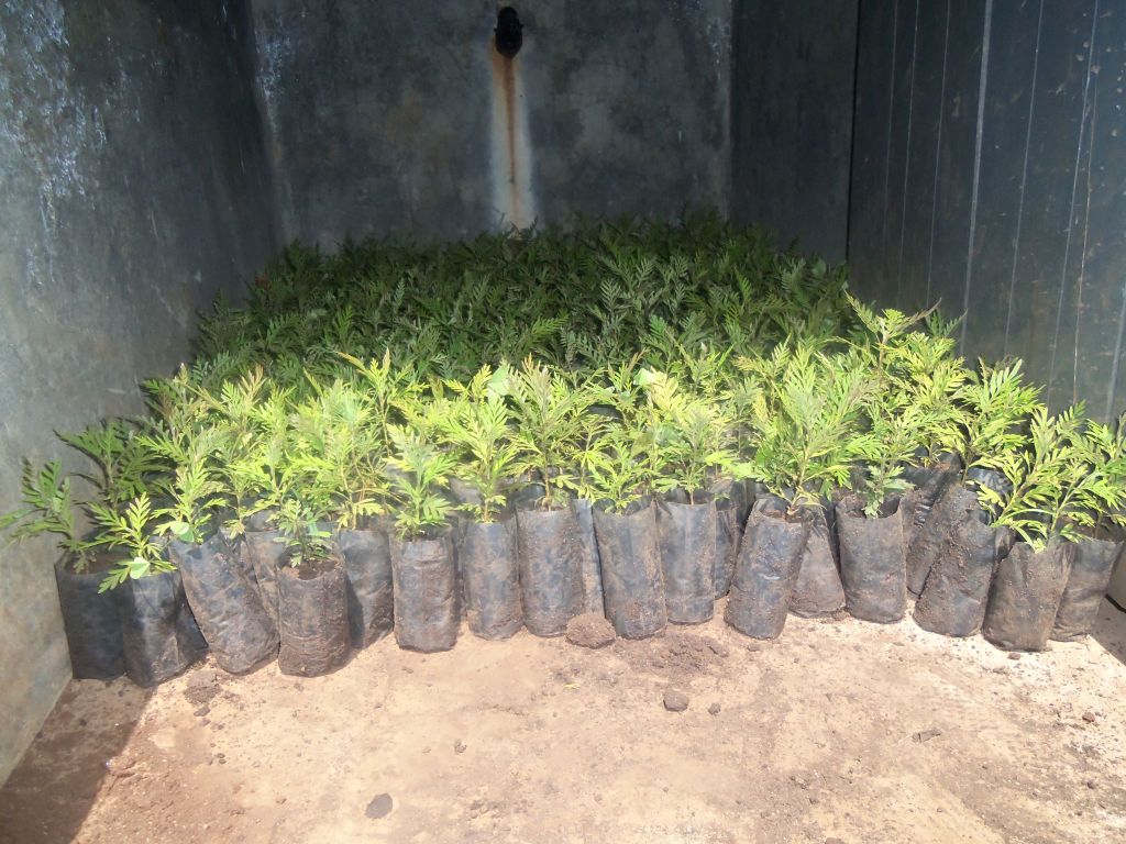 Nursery bed, seed planting